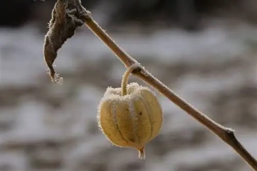 Physalis resistente all'inverno