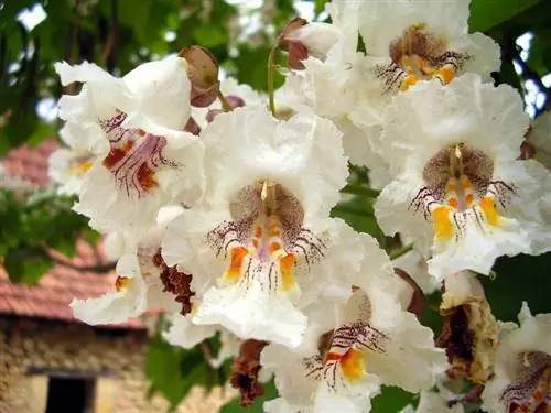 Bolltrumpetträd och dess blommor: När, hur och varför?