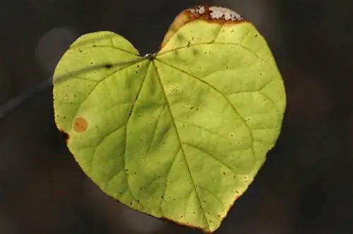 Globe trumpet tree diseases: prevention and treatment