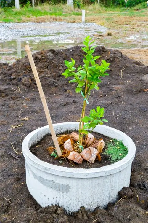 Lindeboom overwinteren