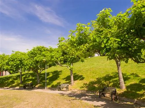 Arbre de trompeta de bola: creixement, cura i varietats d'un cop d'ull