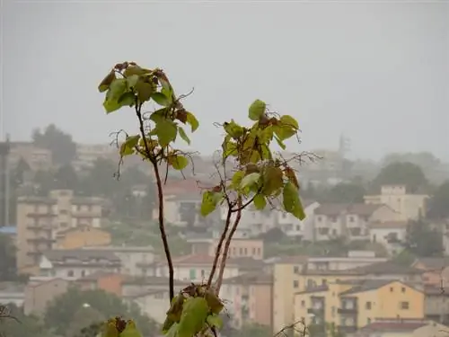 Bolesti drveća trube: Kako ih spriječiti?