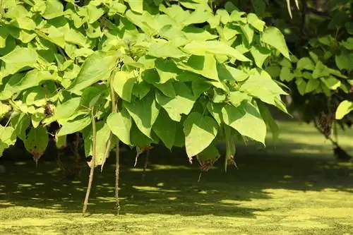 Menyiram pokok sangkakala