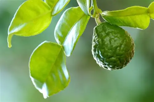 Cuidados de la lima kaffir