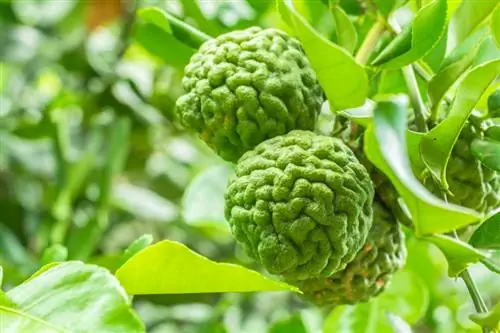 Διαχειμωνιάτικο kaffir lime