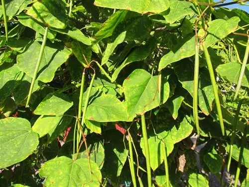 Seminare l'albero della tromba