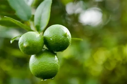 Lime ose limon