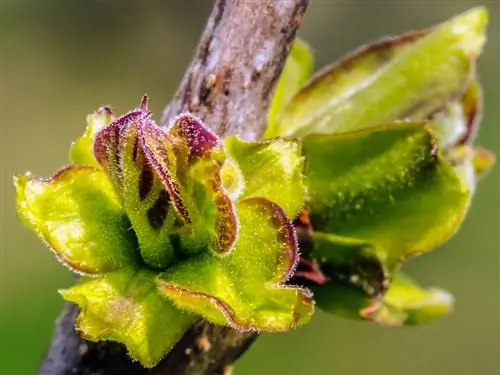 Albero della tromba: quando inizia il germogliamento e a cosa devo prestare attenzione?