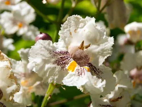 Arbre de trompeta: dades interessants sobre les seves magnífiques flors