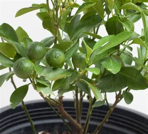 Pasando el invierno el árbol de mandarina