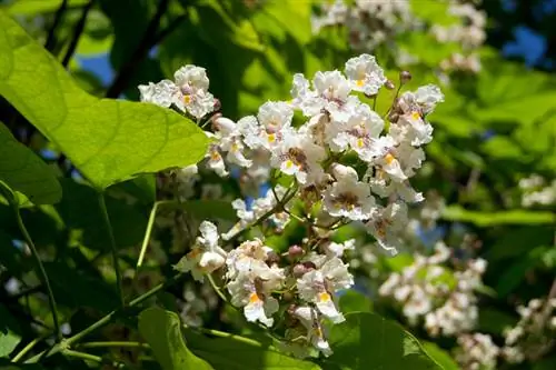 When does the trumpet tree bloom? All in bloom