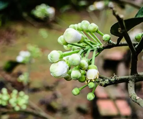 Poda del árbol de mandarina