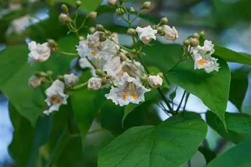 Pupuk pohon terompet