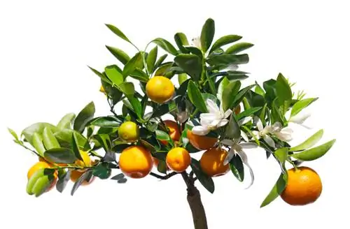 Îngrijirea arborelui mandarine