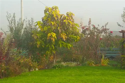 El árbol de trompeta se vuelve amarillo