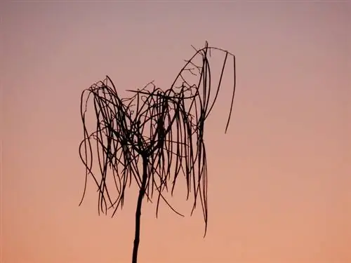 Árbol de trompeta con temperaturas bajo cero