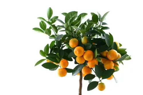 Cultiva tu propio árbol de mandarina: Instrucciones sencillas para hacer en casa