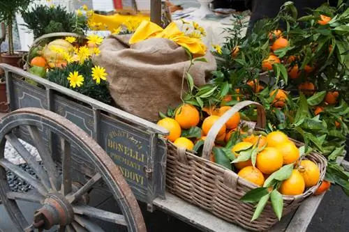 Chinotto-verzorging