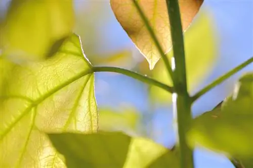 Plant out the trumpet tree