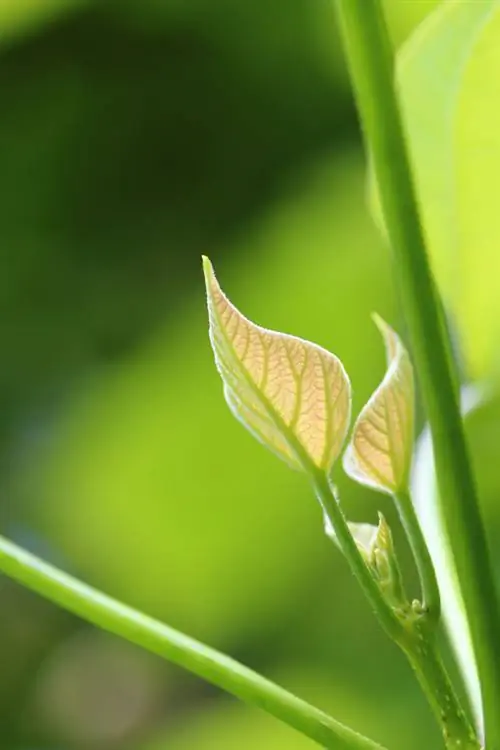 Khi nào nên trồng cây kèn?