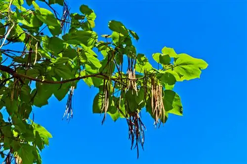 Semi dell'albero della tromba