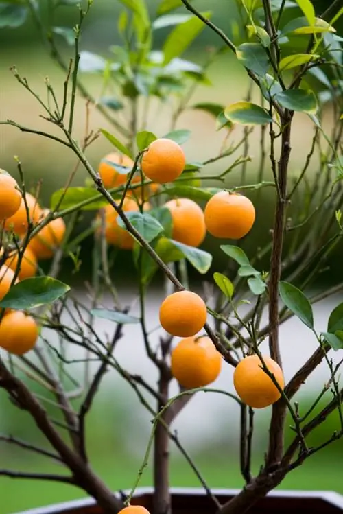 El árbol de mandarina pierde hojas