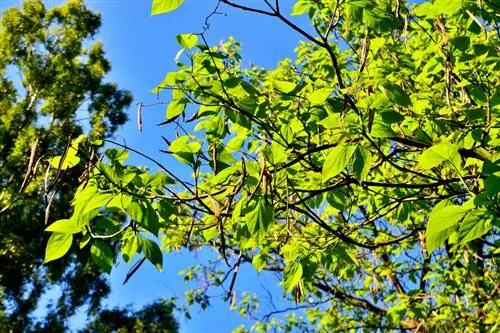 Sembrar árbol de trompeta