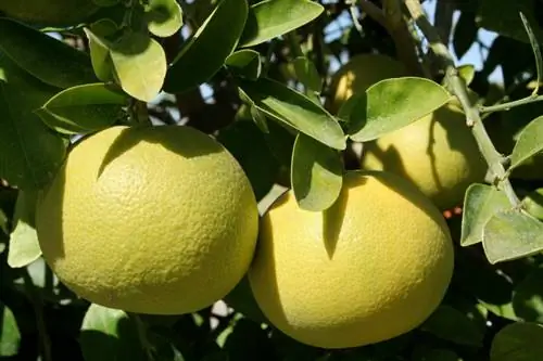 Pomelo opprinnelse