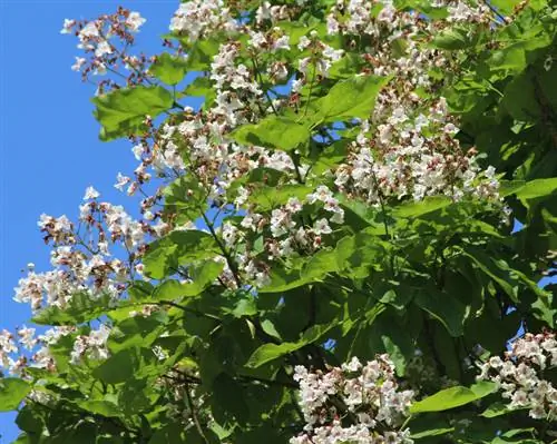 Profilo dell'albero delle trombe: tutto quello che devi sapere a colpo d'occhio