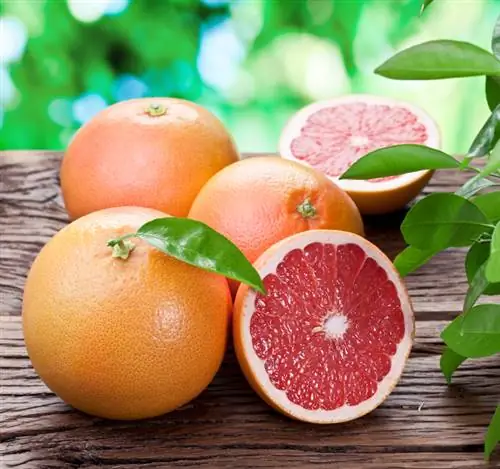 Grapefruit berwarna oranye darah