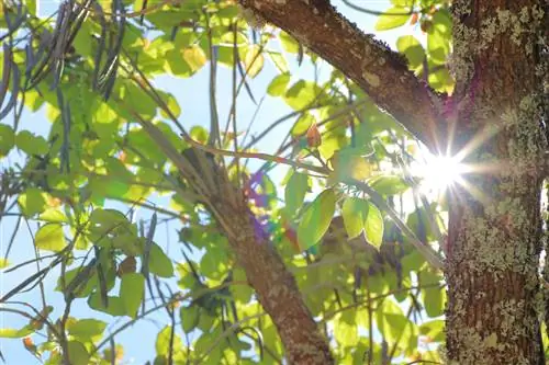 Trumpet tree sun Trumpet tree sun