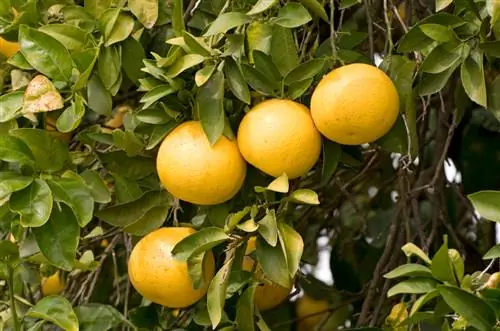 Pomelo mavsumi