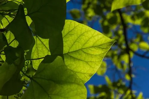 Een trompetboom vermeerderen: hoe je zonder problemen stekken kunt maken