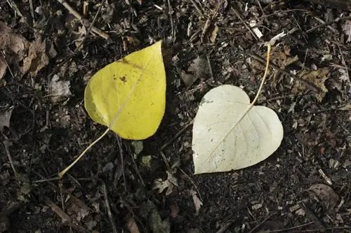 El árbol de trompeta arroja hojas