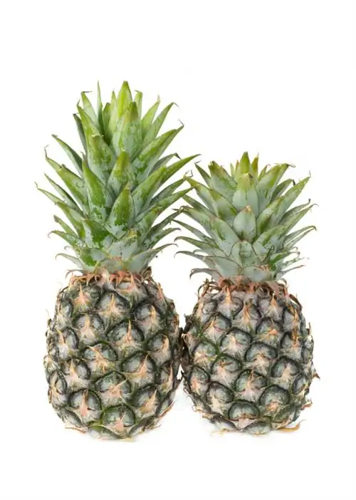 Plant ananas