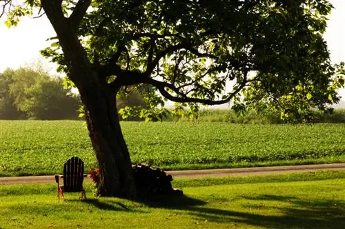 Trumpet tree growth: How fast does it really grow?