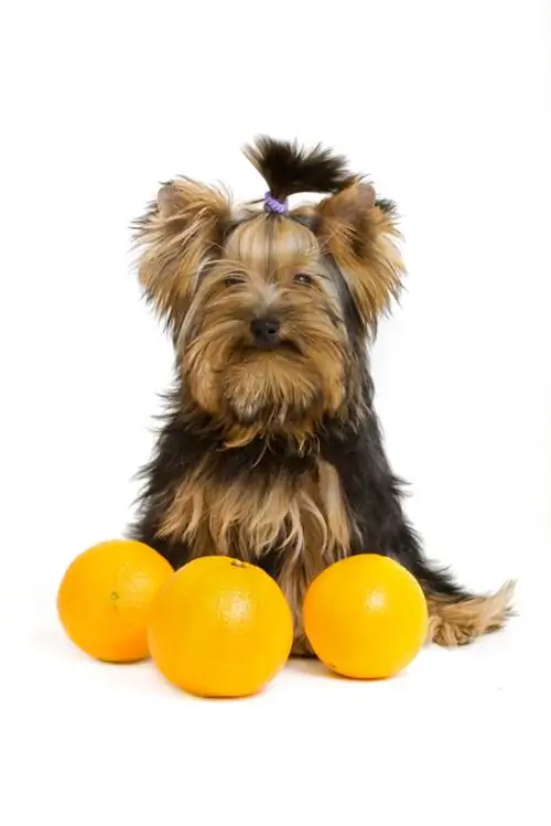 Pomelo hund