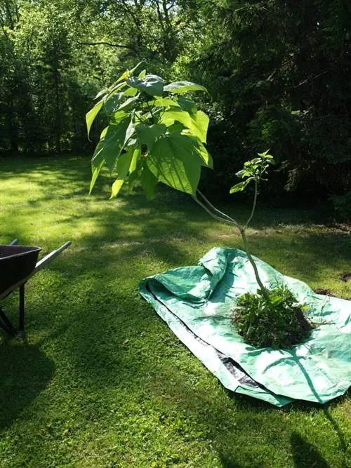 Trapiantare un albero di tromba: quando e come farlo al meglio