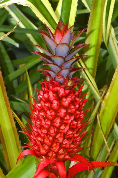 Ananas in crescita