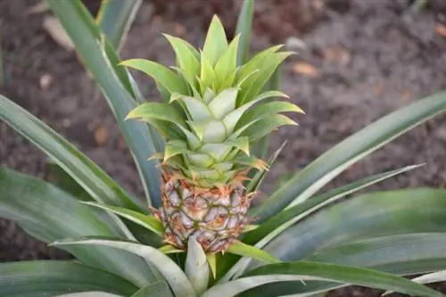 Entretien des plantes d'ananas