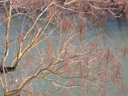 Le gel de l'arbre trompette