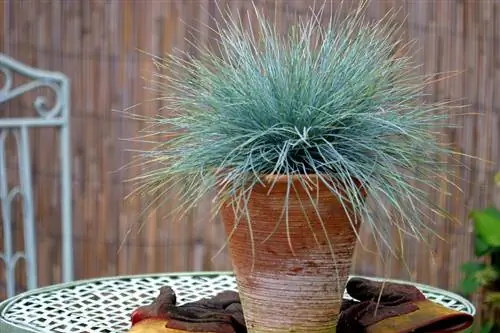 Festuca blu commestibile