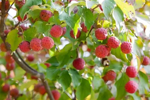 Frutti di corniolo asiatico commestibili