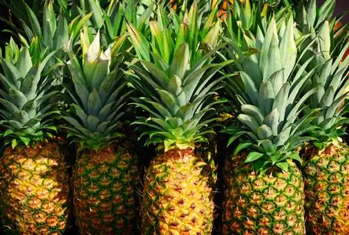 Recolta de ananas