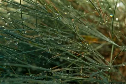 Water blue fescue