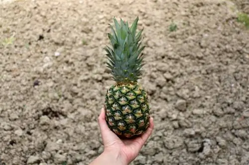 La multiplication des ananas en toute simplicité : germination des feuilles ou semis ?