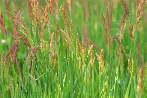 Festuca vermella al jardí: versàtil i poc exigent