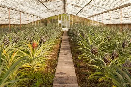 Overwinter the pineapple plant