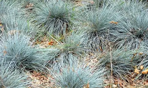 Poda de festuca azul