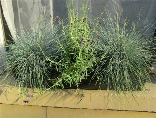 Overwinter blue fescue